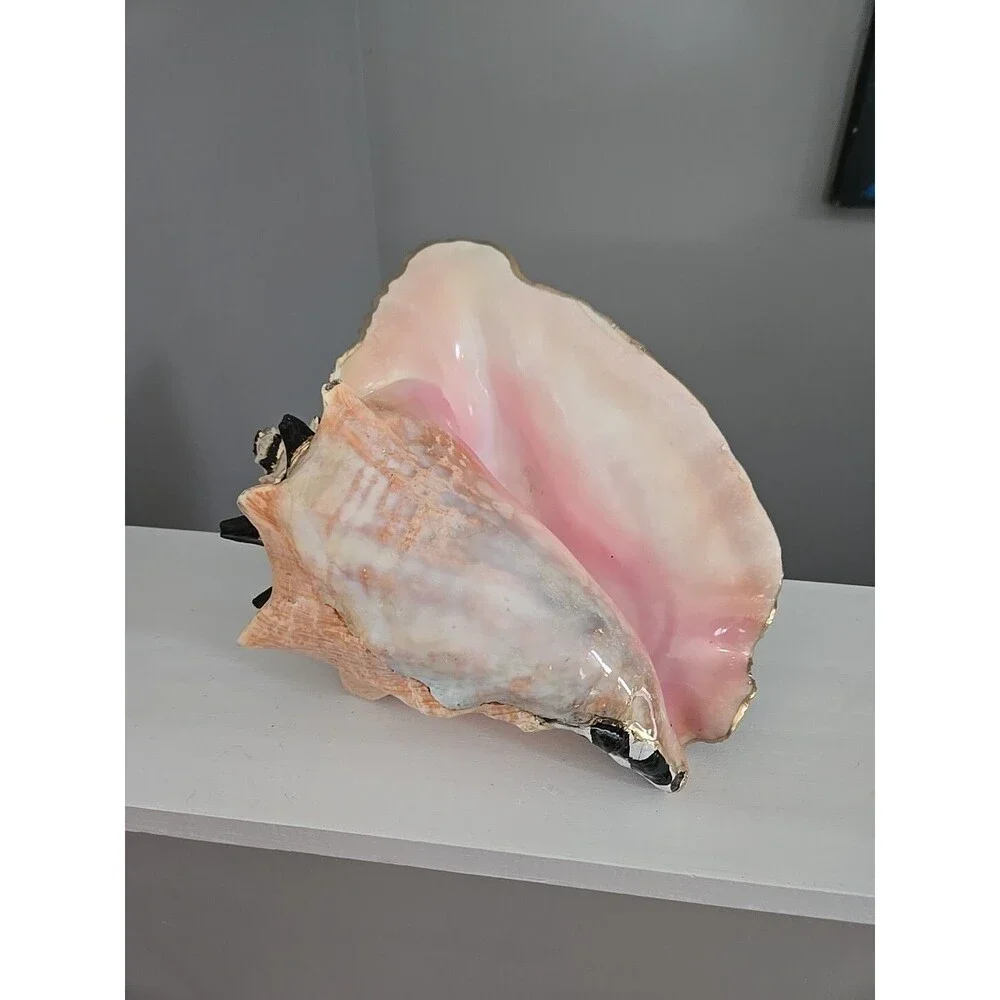 My Own Checkerboard Whimsical Large Vintage Conch Sea Shell Check